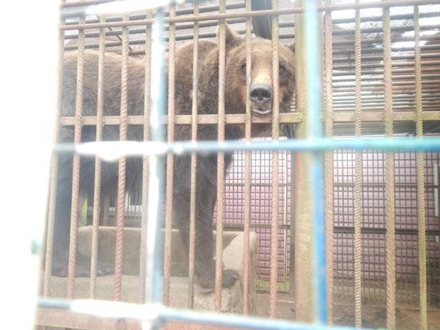 Полиция проверила условия содержания медведицы в Смоленской области