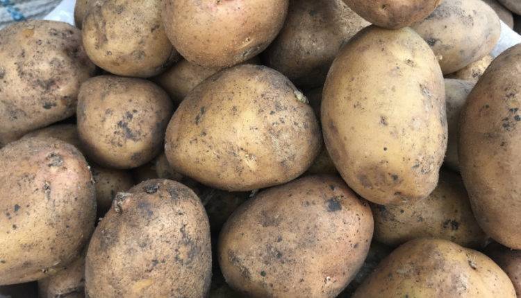 Драникам быть: белорусы ожидают хороший урожай картофеля