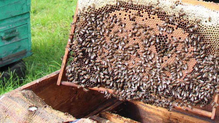 Губернатор Богомаз назвал причину гибели пчёл в Брянской области