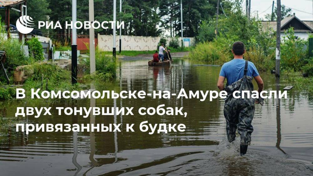 В Комсомольске-на-Амуре спасли двух тонувших собак, привязанных к будке