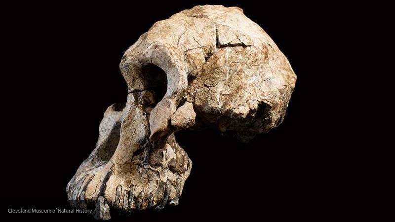Найденный в Эфиопии череп принадлежал древним австралопитекам