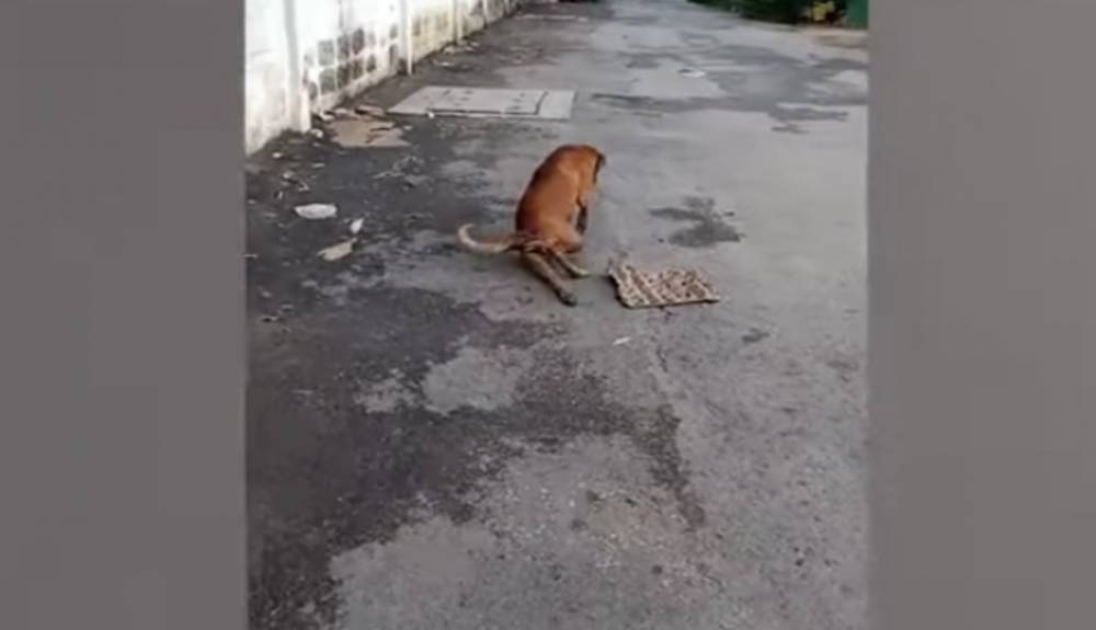Собака придумала хитрый способ выпрашивать еду в Таиланде