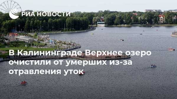 В Калининграде Верхнее озеро очистили от умерших из-за отравления уток
