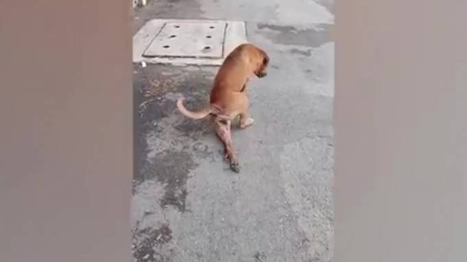 Видео из Бангкока: Бродячая собака притворяется израненной, чтобы выпросить еду у прохожих