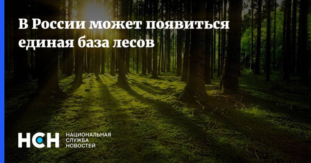 В России может появиться единая база лесов