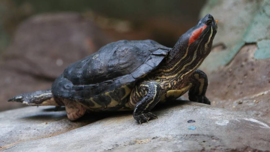 В Южной Калифорнии заметили двуглавую черепаху