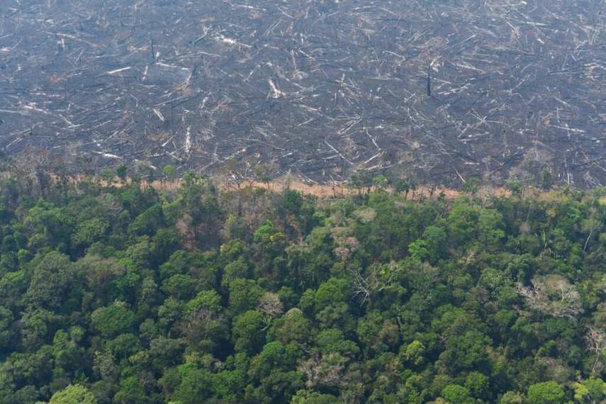 Число пожаров в лесах Амазонки увеличилось до 3951