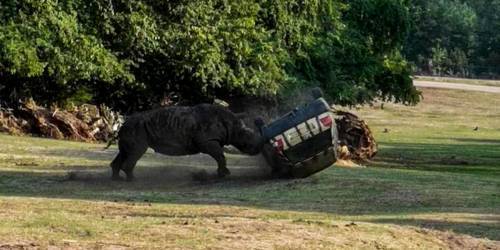 Видео: разъяренный носорог уничтожает машину работницы сафари-парка :: Autonews