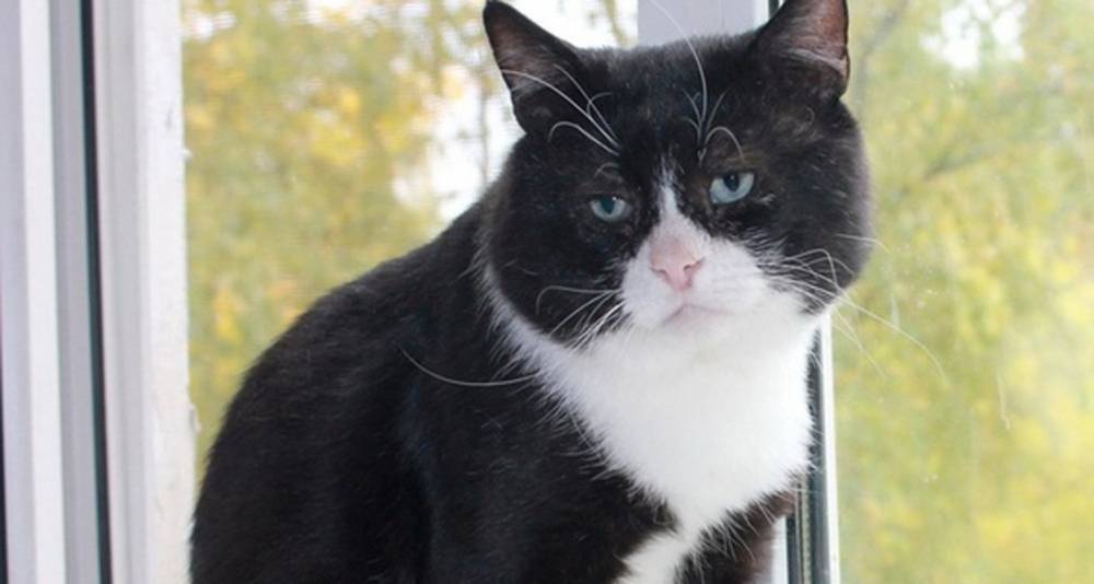 Самого грустного кота Москвы готовы приютить в "Аптекарском огороде"
