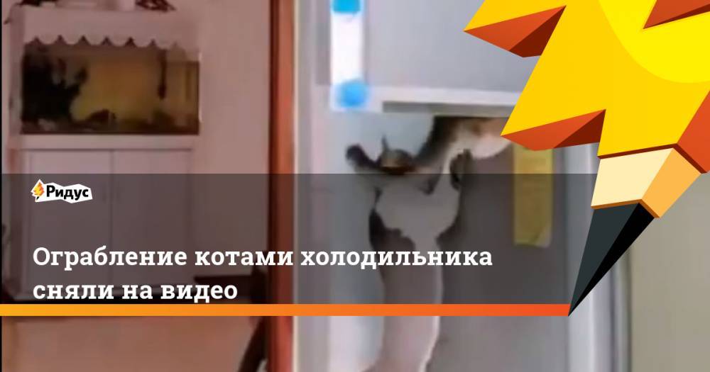 Ограбление котами холодильника сняли на видео. Ридус