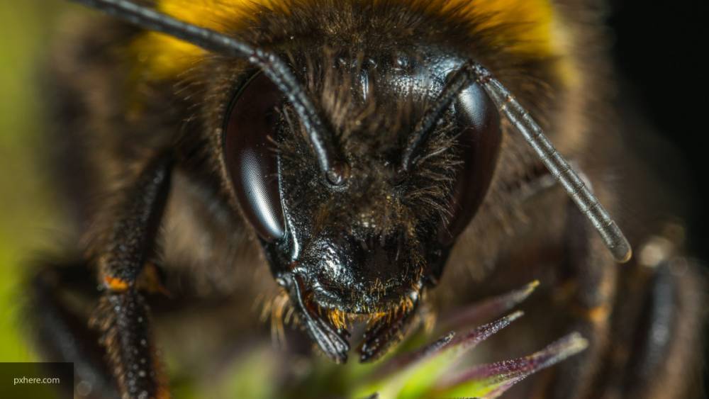 Беар Гриллс едва не погиб от укуса пчелы на съемках нового шоу