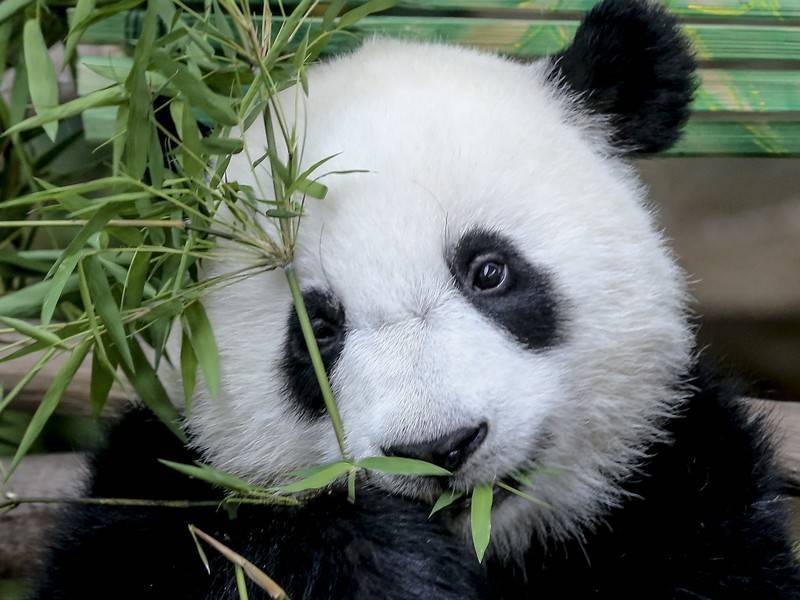 Вашингтонский зоопарк боится потери панд из-за торговой войны с Китаем
