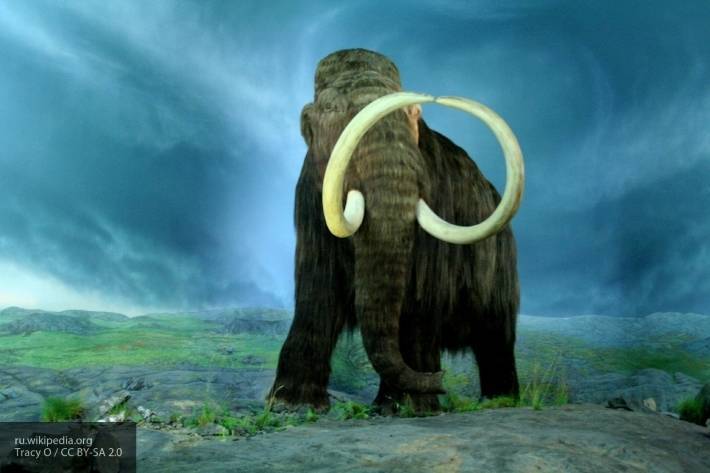 Ученые обнаружили окаменелость предшественников мамонтов, живущих 17 миллионов лет назад