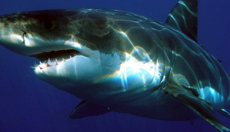 Большие белые акулы исчезли из вод Южной Африки