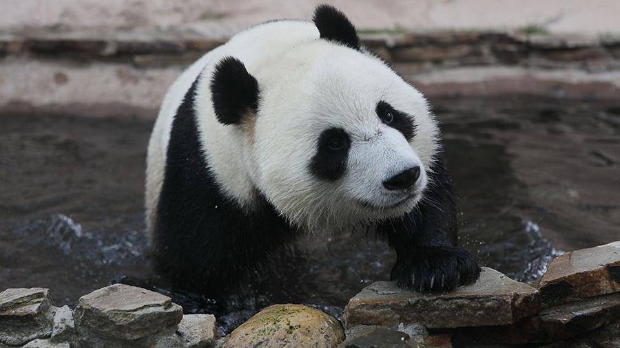 В США испугались потери панд из-за торговых споров с Китаем