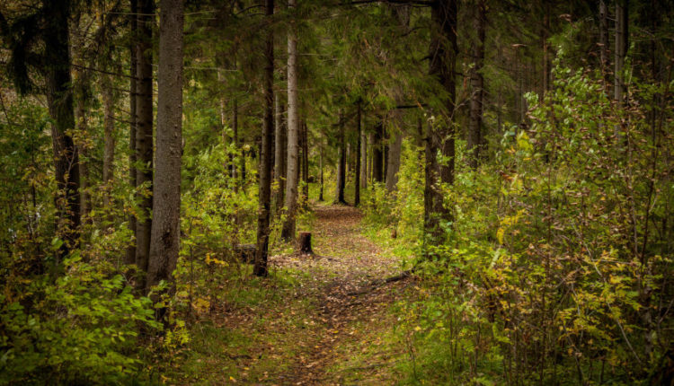 Шестилетнюю девочку нашли в лесу в Ленинградской области