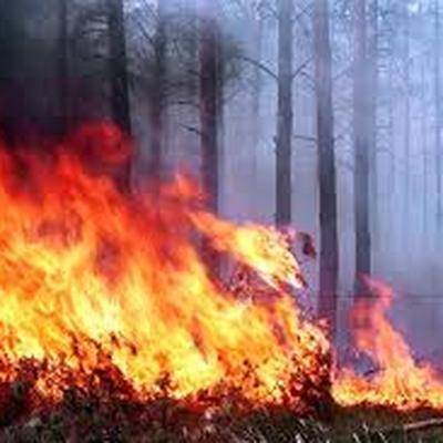 Площадь лесных пожаров сократилась в России