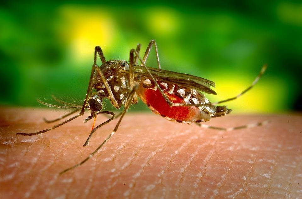 Ученые выяснили, что спасает от комаров - Cursorinfo: главные новости Израиля