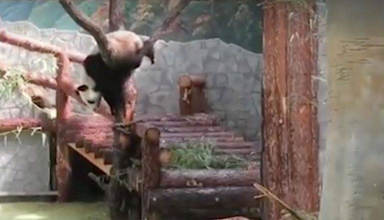 Московский зоопарк опубликовал видео c резвящимися пандами