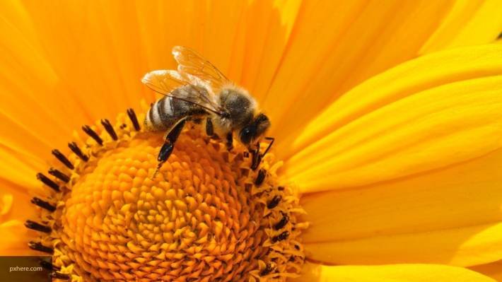 Телеведущий Беар Гриллс едва не скончался от укуса пчелы