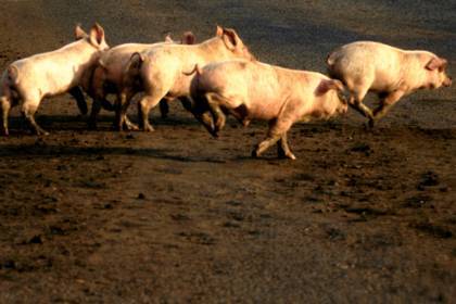 Сбежавших свиней нашли по следам от съеденных хот-догов