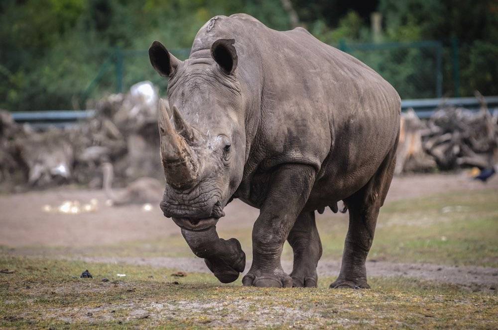 В Саксонии носорог перевернул машину сотрудницы сафари-парка