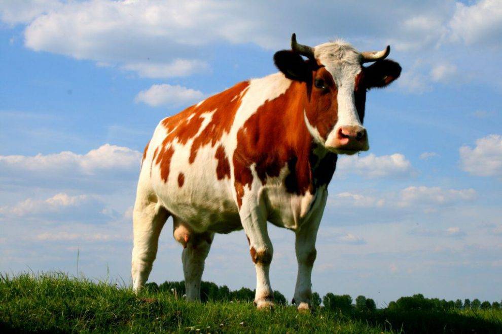 СПК «Коротай» Глазовского района планируют увеличить надой молока до 7 000 на корову