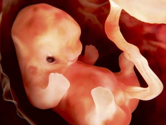 Ученые исследовали способность серотонина влиять на развитие эмбриона — Технологии, Новости России