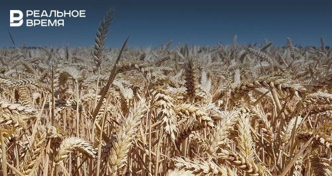 В Татарстане убрали свыше 88 тыс. га зерновых
