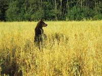 Центрально-Лесной государственный заповедник приглашает понаблюдать за медведями на овсяных полях - ТИА