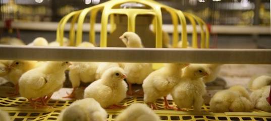 Тюменская птицефабрика увеличивает объемы производства