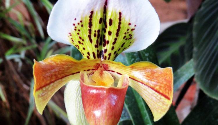 В Японии нашли орхидею, которая никогда не цветет