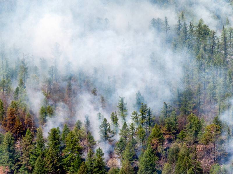 Счётная палата назвала размер ущерба от лесных пожаров