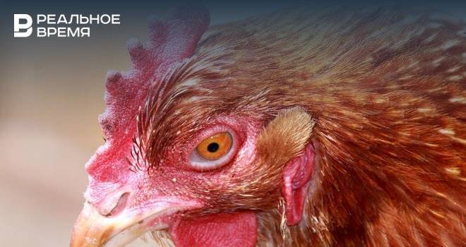 В ДТП в Китае пострадали три тысячи куриц