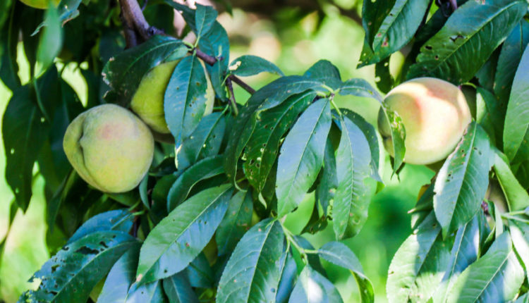 Время собирать: в садах Чуйской области Кыргызстана поспели персики