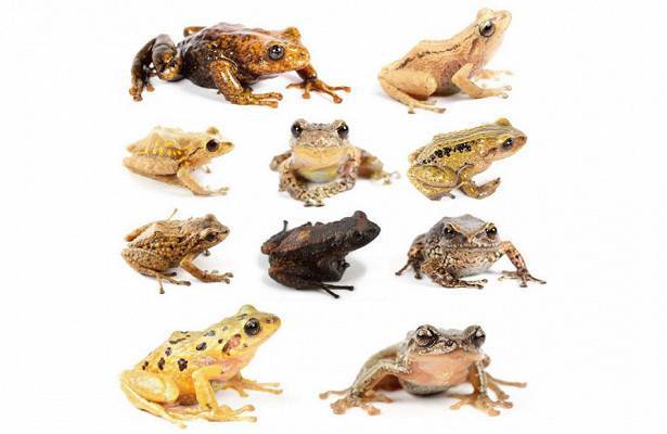 В Эквадоре нашли 11 новых видов дождевых лягушек - moya-planeta.ru - Эквадор