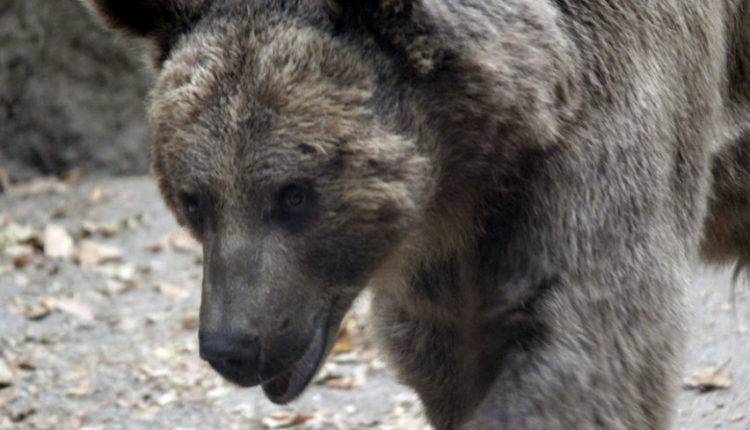 На Камчатке медвежонок разбудил задремавших мужчин (ВИДЕО)