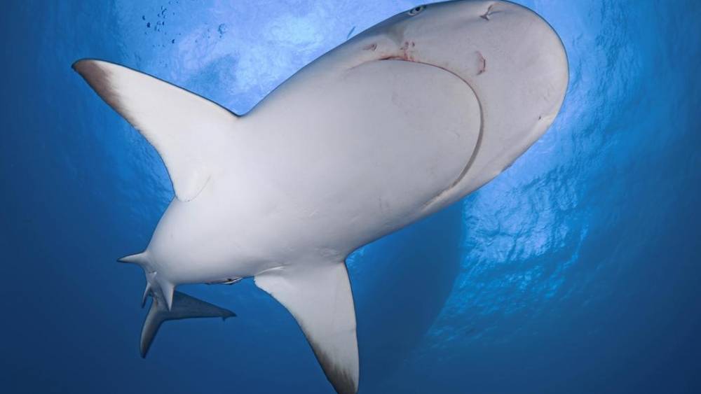 Акула "дала сдачи" рыбаку: В США морской хищник цапнул за ногу вытащившего его из моря рыболова
