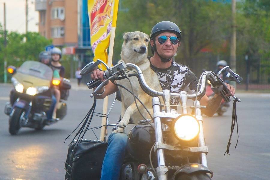 В Астрахани собака-байкер катается по городу на мотоцикле