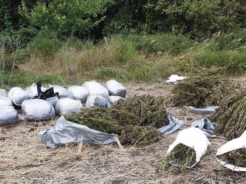 Украинская полиция нашла 150 кг марихуаны в Луганской области