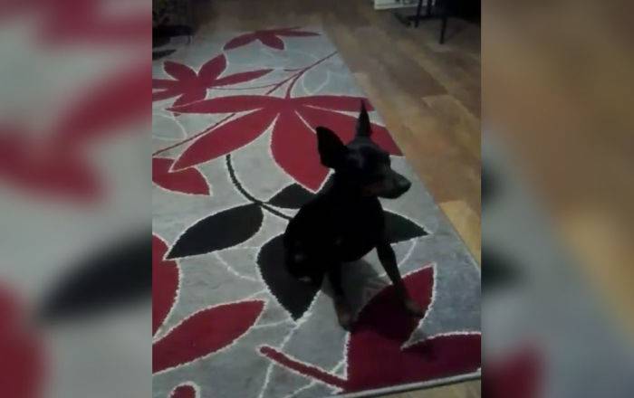 Подпевала: собака Кора исполнила колыбельную, под которую невозможно уснуть - видео