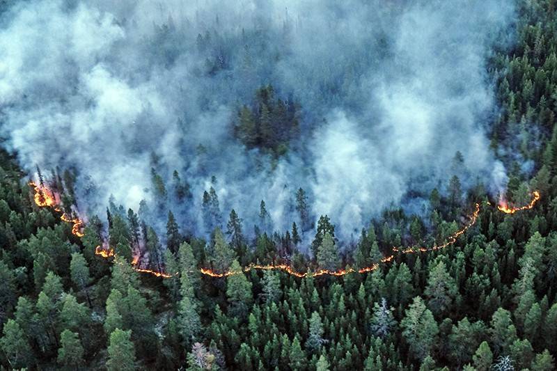 Сколько лесных пожаров потушено за сутки в России