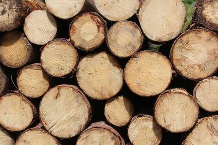 Нижегородские лесхозы начнут продавать древесину на&nbsp;международной Товарно-сырьевой бирже
