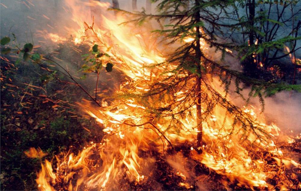 В России продолжает расти площадь лесных пожаров