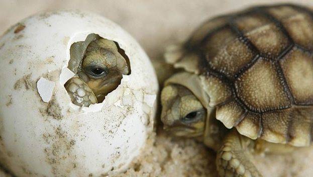 Эмбрионы черепах могут самостоятельно выбирать свой пол - moya-planeta.ru - Китай