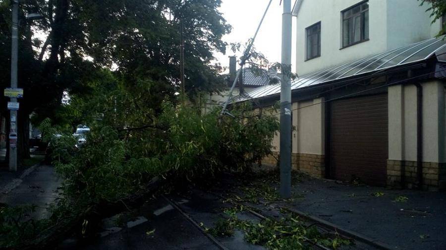 Сильный ливень в Ростове-на-Дону повалил деревья и подтопил дома