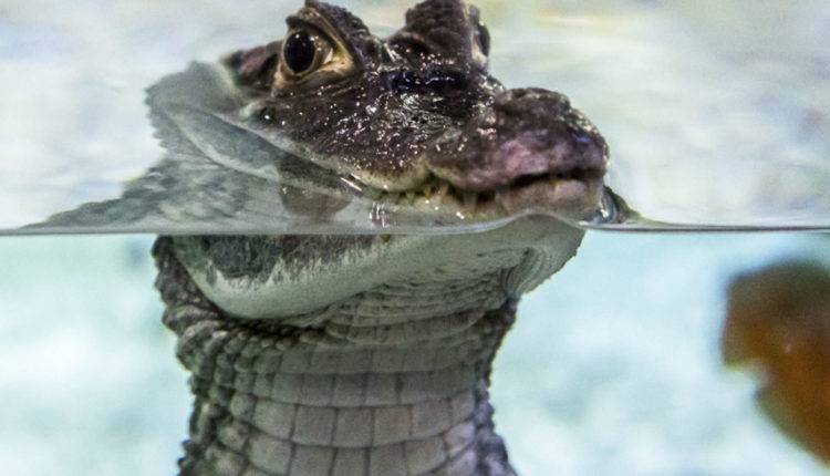 Во Флориде аллигаторы предпочитают кусать мужчин