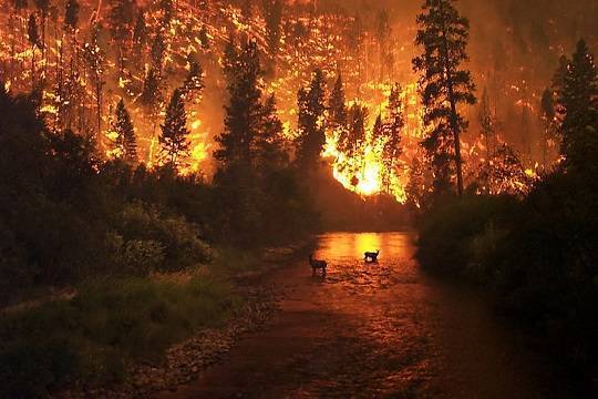 В Минприроды доложили о процессе тушения лесных пожаров