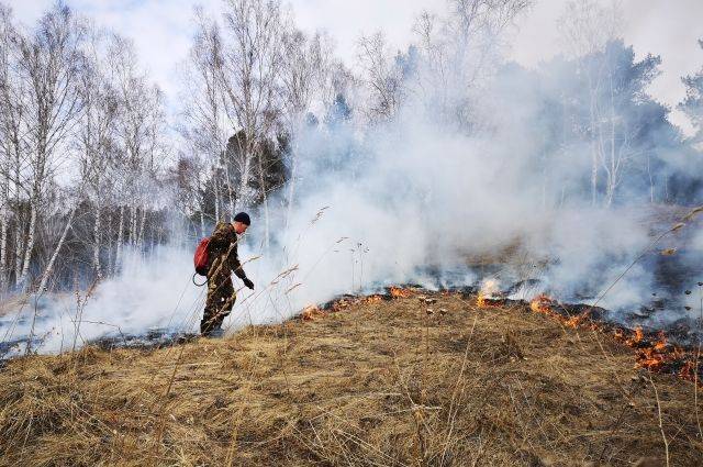В России ликвидировали более 30 лесных пожаров за сутки