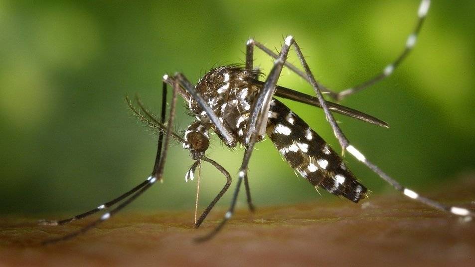 Ученые установили, почему одни люди привлекают комаров больше других